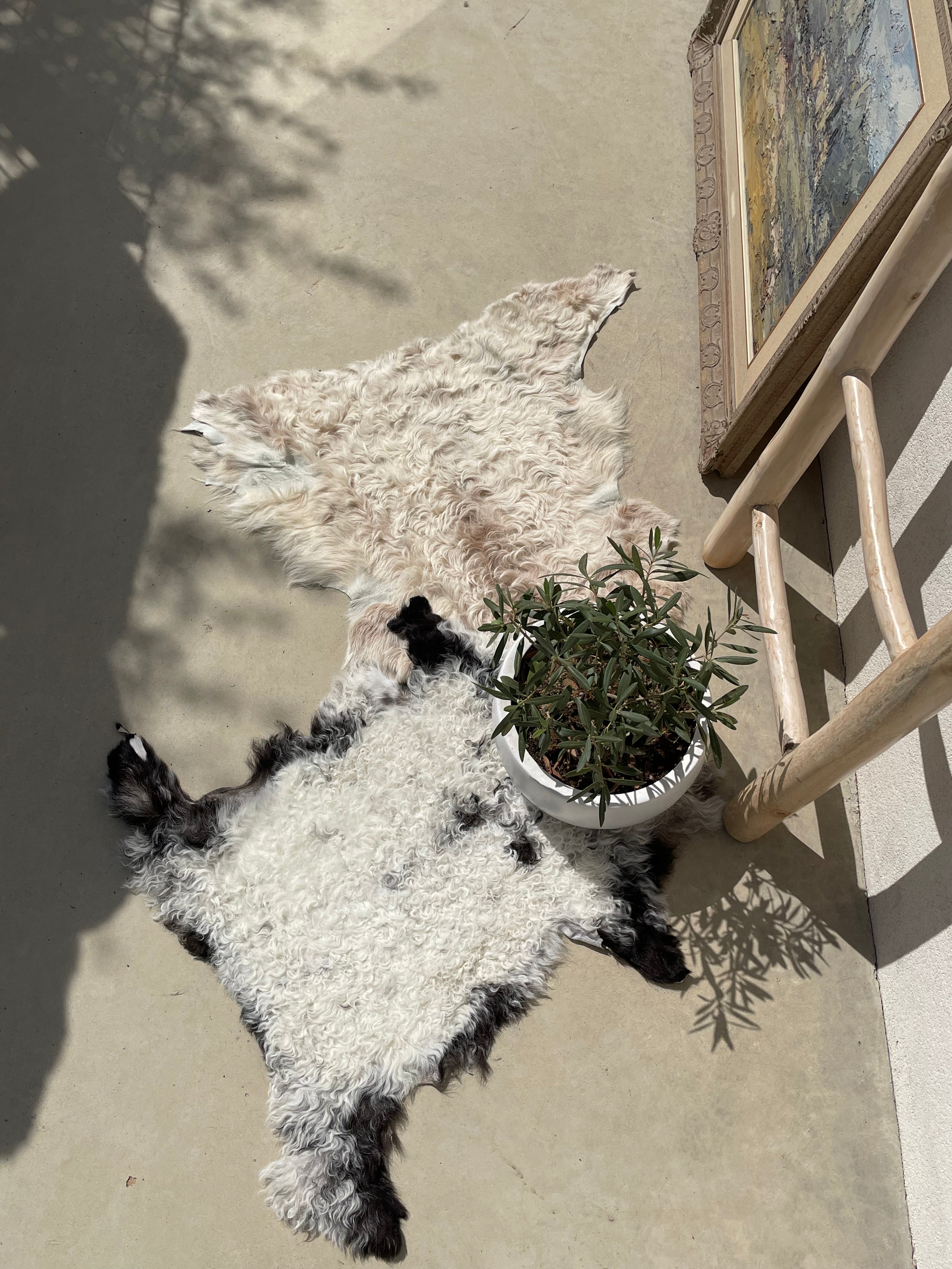 Curly Wool Mixed Tigrado