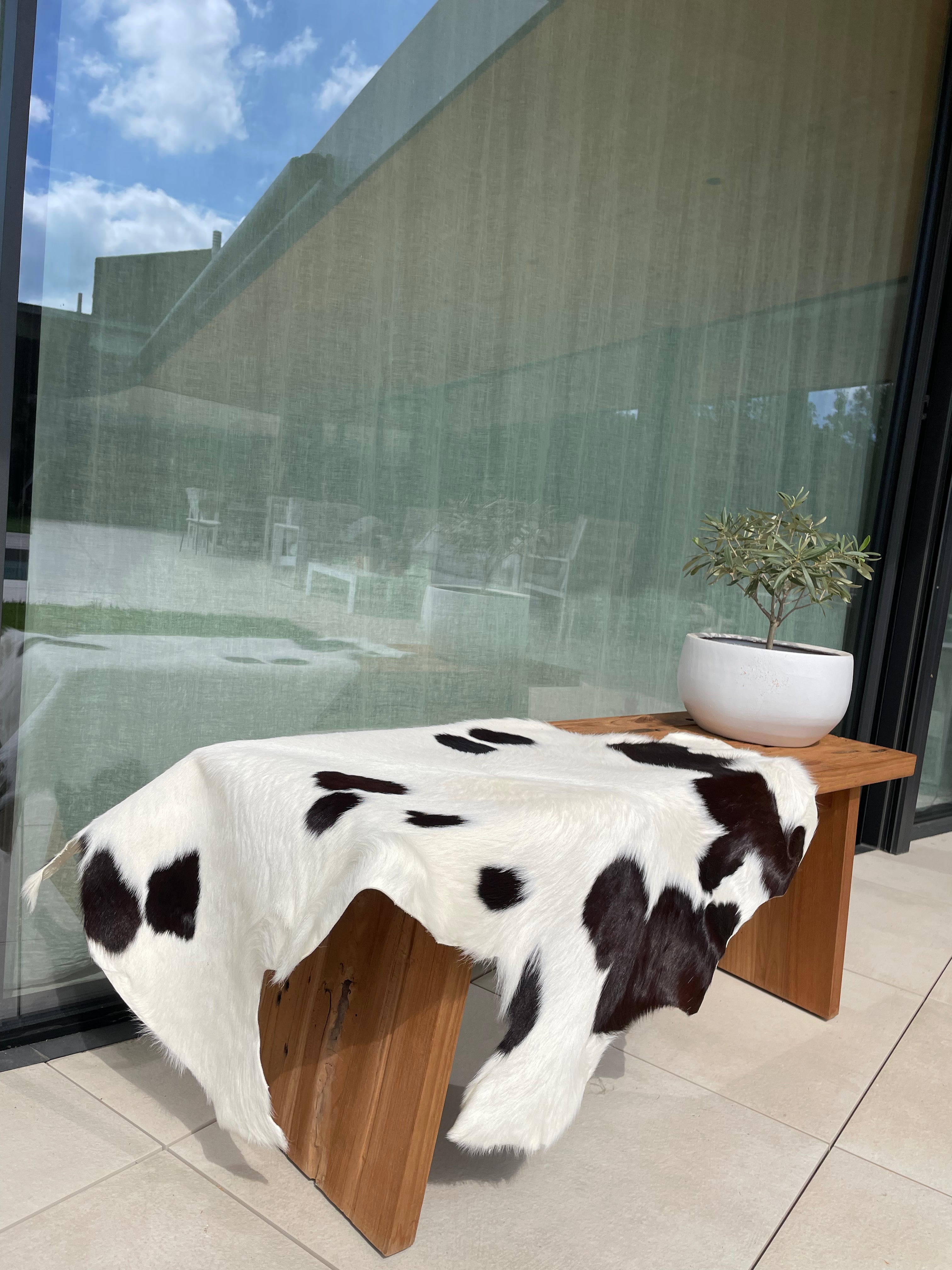 Hair-On Baby Calf Cow