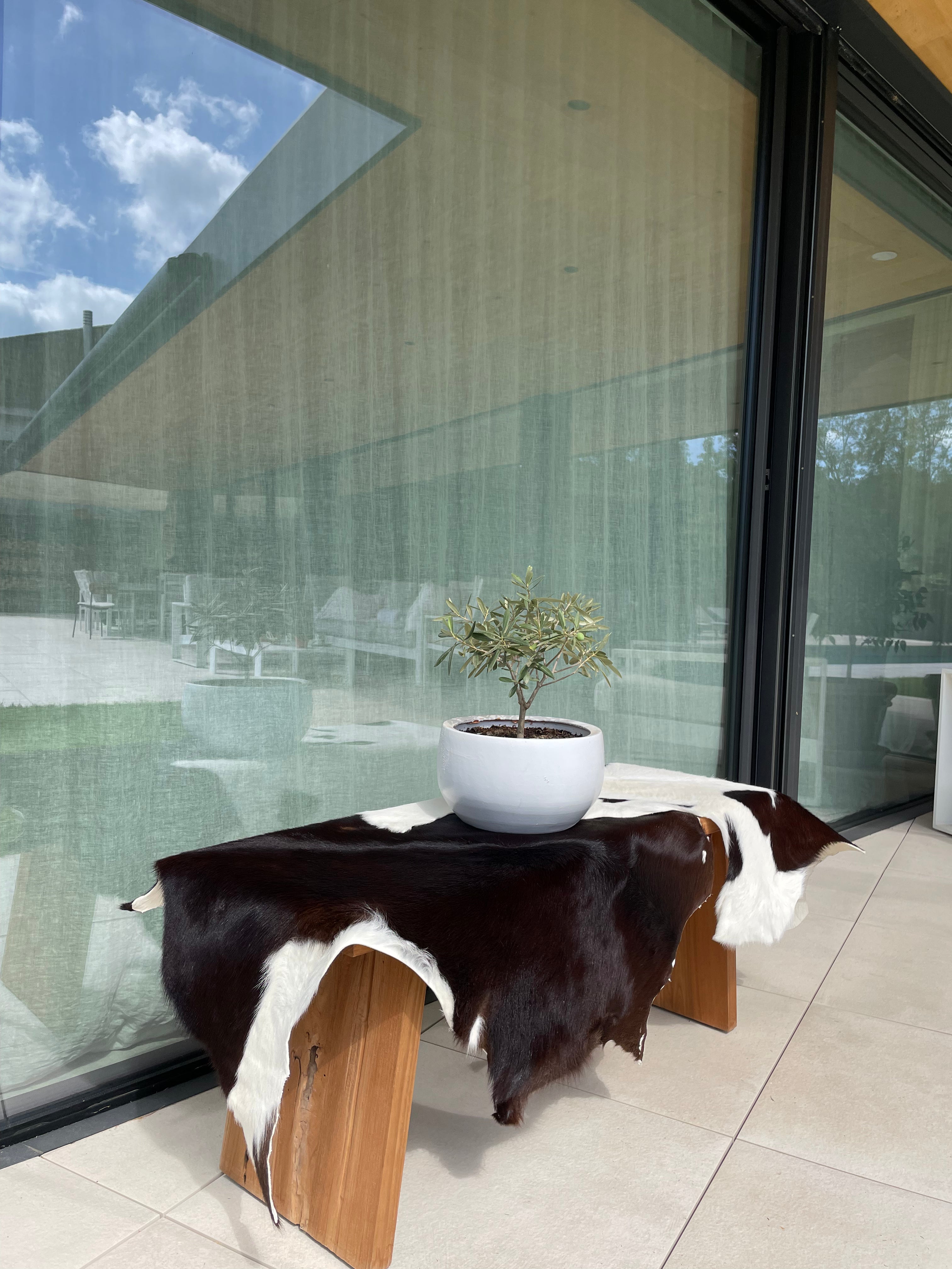 Hair-On Baby Calf Cow